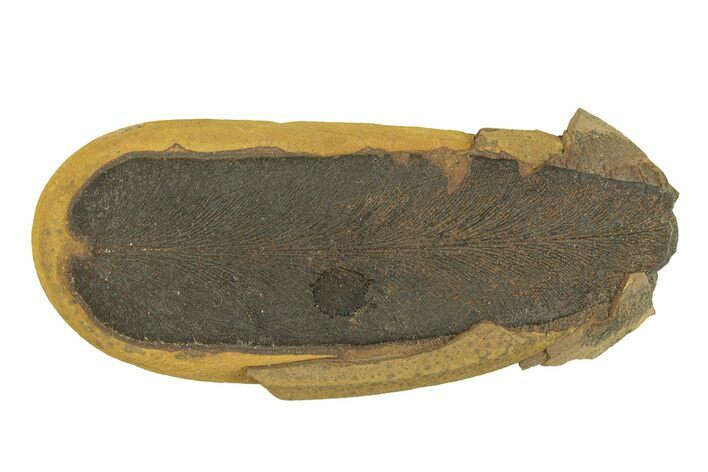 Fossil Fern (Macroneuropteris) Nodule - Mazon Creek #269906